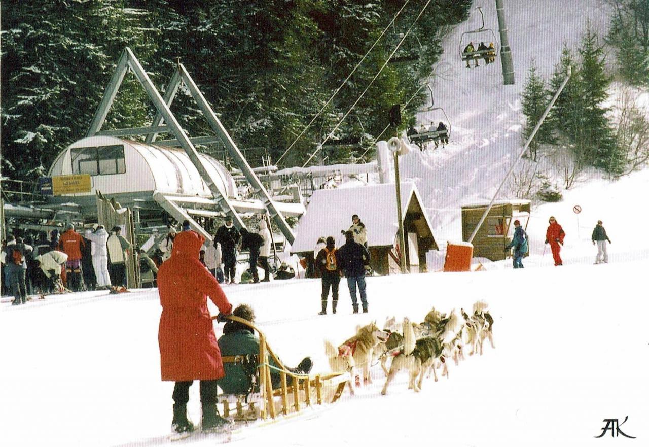 Les chiens de traineau vers 1995