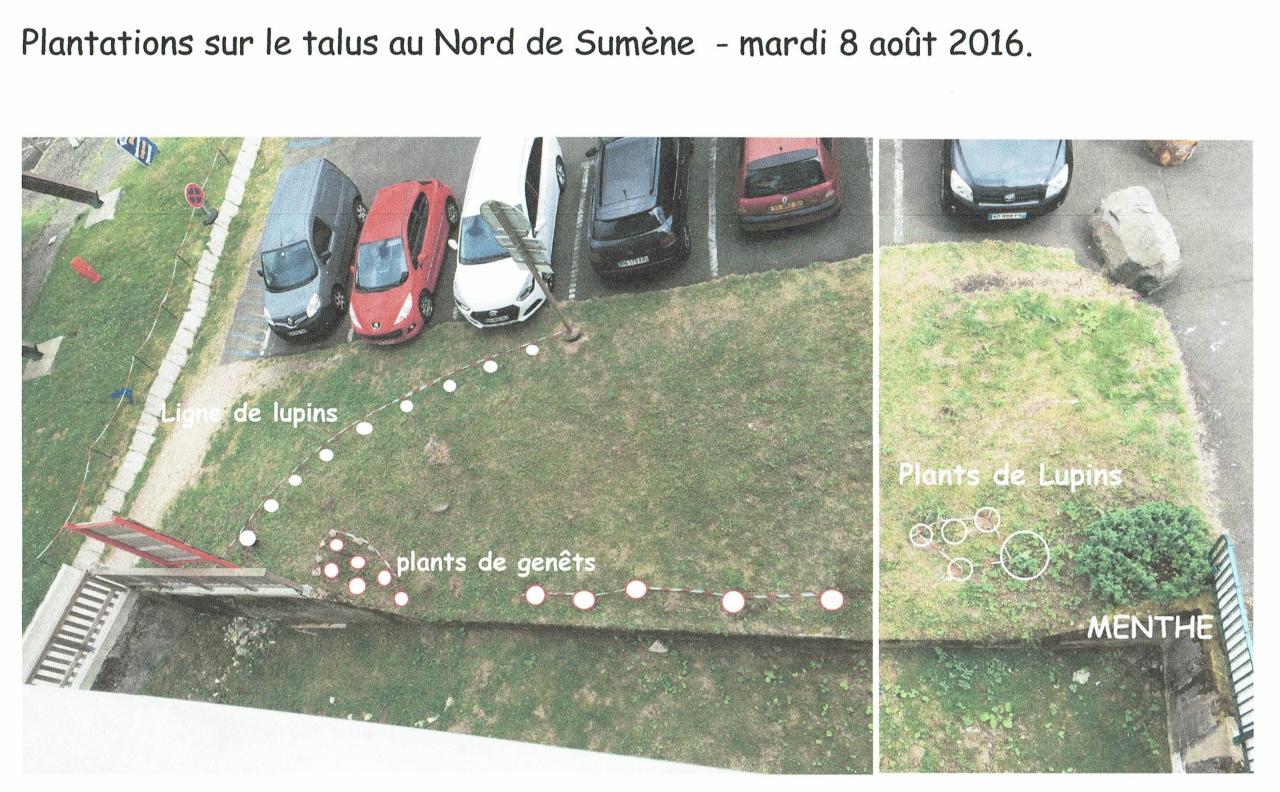 les plantations de lupins pour floraison en 2017