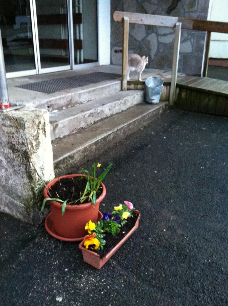 les jonquilles et tulipes commencent à pousser